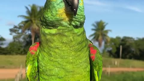 Parrot singing in nature