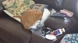 Cat gets under blankets