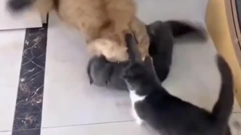 Cute cat fight