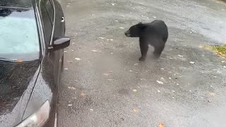 Bear Steals Halloween Candy from Car and Cub Gets Locked Inside