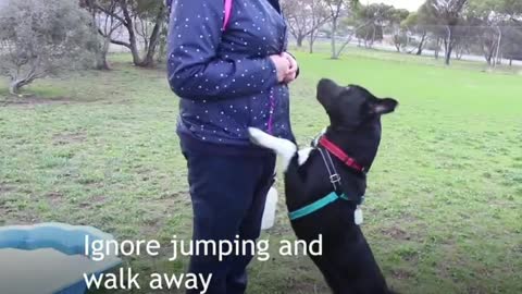 Simple tips to avoid your dog from jumping up