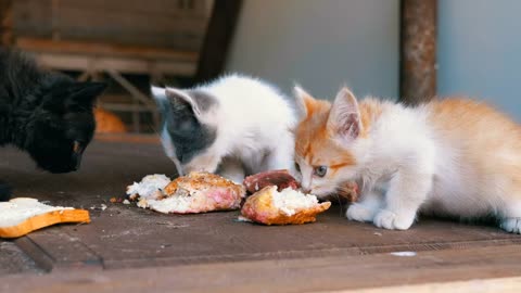 Homeless kittens.
