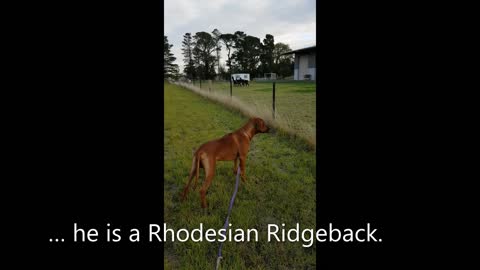 Rhodesian Ridgeback Pup Meets Alpaca Family