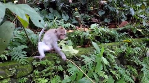 Monkey Funny video