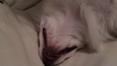 My dog is afraid of tickling