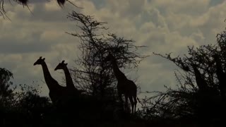 Wild life brave Giraffe kick five Lion to save baby