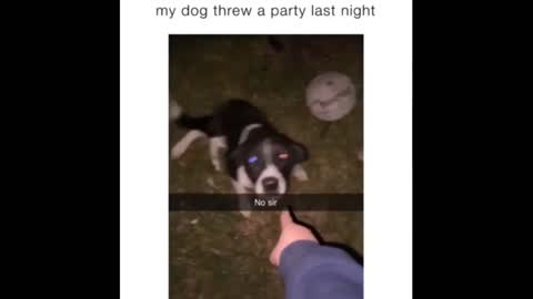 Puppy caught having a yard party with neighboring dogs look at this