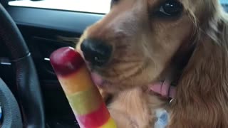 Cocker Spaniel Keeps Cool with Icy Treat