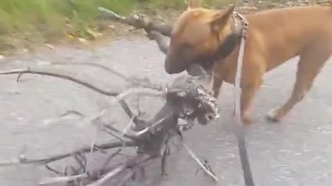 Perro adora a un árbol, decide llevárselo a casa