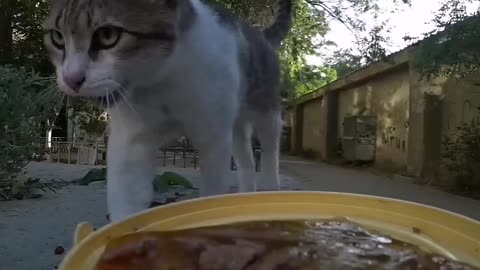 Cat Meals On RC Wheels