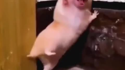 Funny Video Of Animals