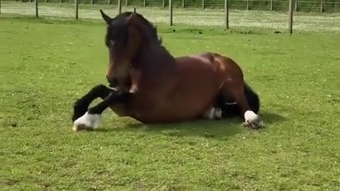 🐴🐾 Equine Companions | "Horses Are Like Giant Dogs" - Unleashing Pet Love on a Grand Scale | FunFM