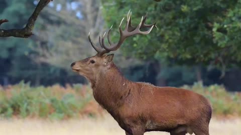 Beautiful sound of forest by Deer 🦌