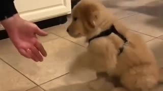 Cute golden shaking hands for food