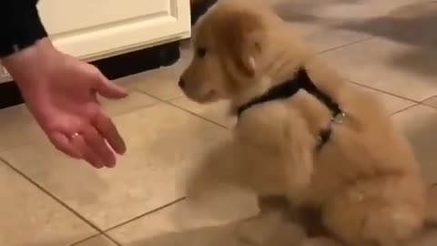 Cute golden shaking hands for food