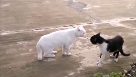 funny kittens at home
