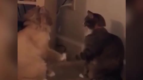 Dog and Cat Excited to Meet!