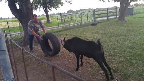 Billy Goat Plays with Tire Swing