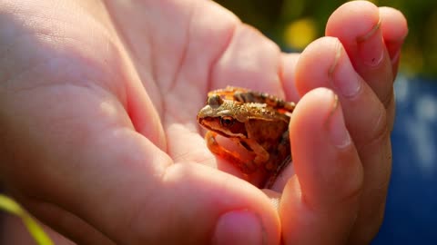 A child holds a small frog in his hand