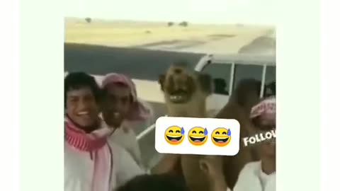 funny camel 🐫