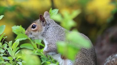 Best funny squirrel video