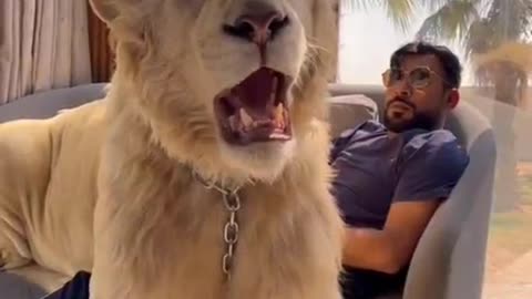 The pet lion of Dubai local tyrant