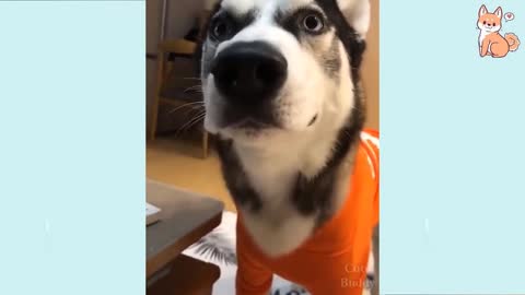 Hilariously, Funniest 🐶 Dogs TikTOK - Awesome Funny Pet Animals Live Videos 😇