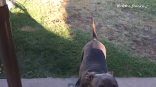 Dog has backyard fun