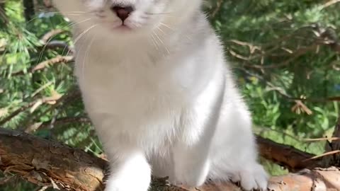 Cute Kitty Cat..
