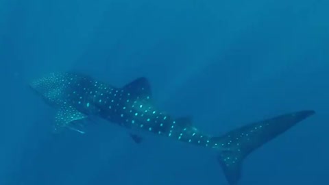 Whale Shark