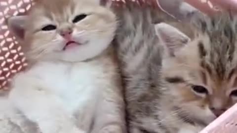 Lovely Kitten, black cat, cats, funny cats, funny cat videos