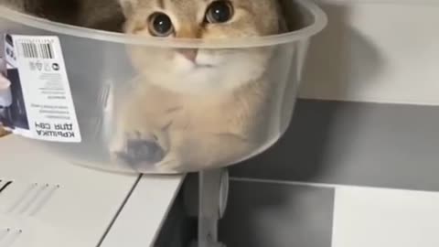 Cute Cat video 🐈 | Viral Cat Clips | Cat Clips #Catvideo