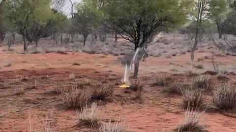 water kangaroo