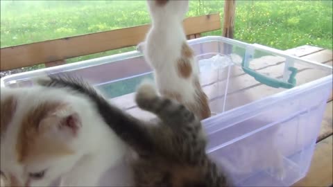 Kittens meowing (too much cuteness) - All talking at the same time!