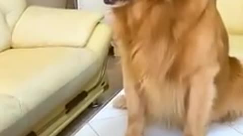 Dog Frank ,beautiful dog , dog video ,funny dog and beautiful cat ,funny cat ,cat video