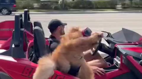 Dog loves the wind flapping his lips #goldendoodle #slingshot #willsmith