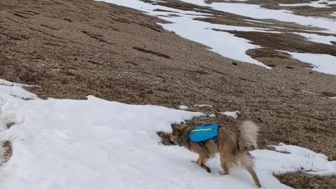 My Dog Doing Flips In The Snow