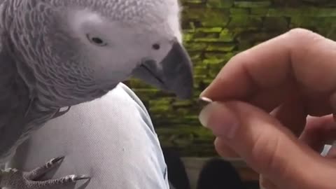 A parrot eats a button