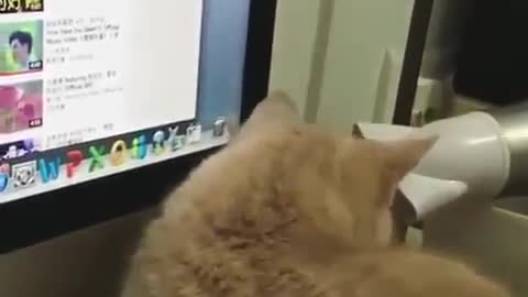 Cat Playing on My Pc Screen