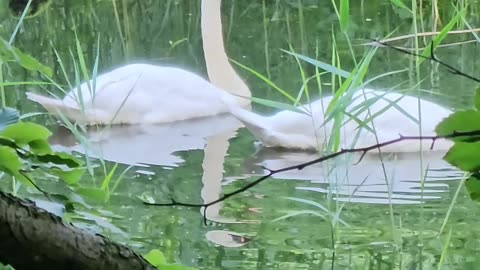 Why theese two swans get publicly shamed and deserve it #mockumentary #nature