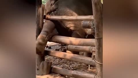 Baby elephant tries to climb fence but gets his hind legs stuck