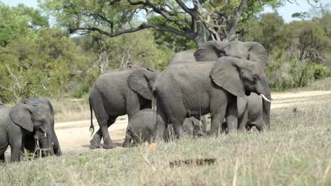 Elephants group