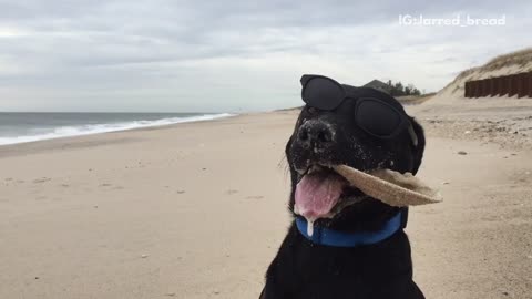 Black dog wearing sunglasses on beach