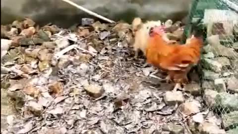 Chicken VS Dog Fight