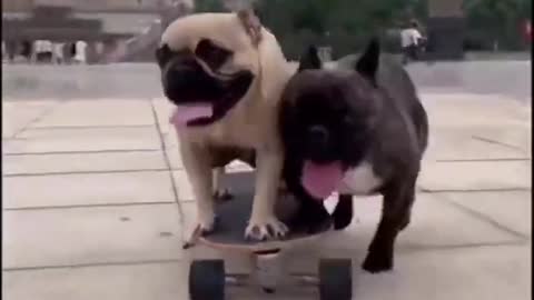 these dogs playing skateboard like a pro