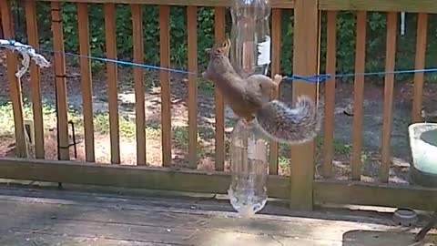 Squirrel Feeder Requires Extra Skill