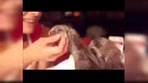 Baby sloth being... Funniest compilation