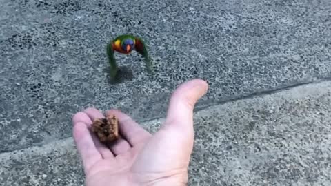 Feeding a Couple of Bondi Locals