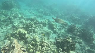 Snorkeling at Mauna Lani Beach Club 9/20/23