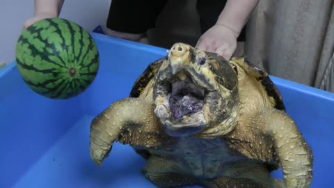 OMG! Alligator snapping turtle snaps Water melon off.